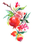 Pomegranate Watercolor Art Print: Signed Giclee Fruit Illustration