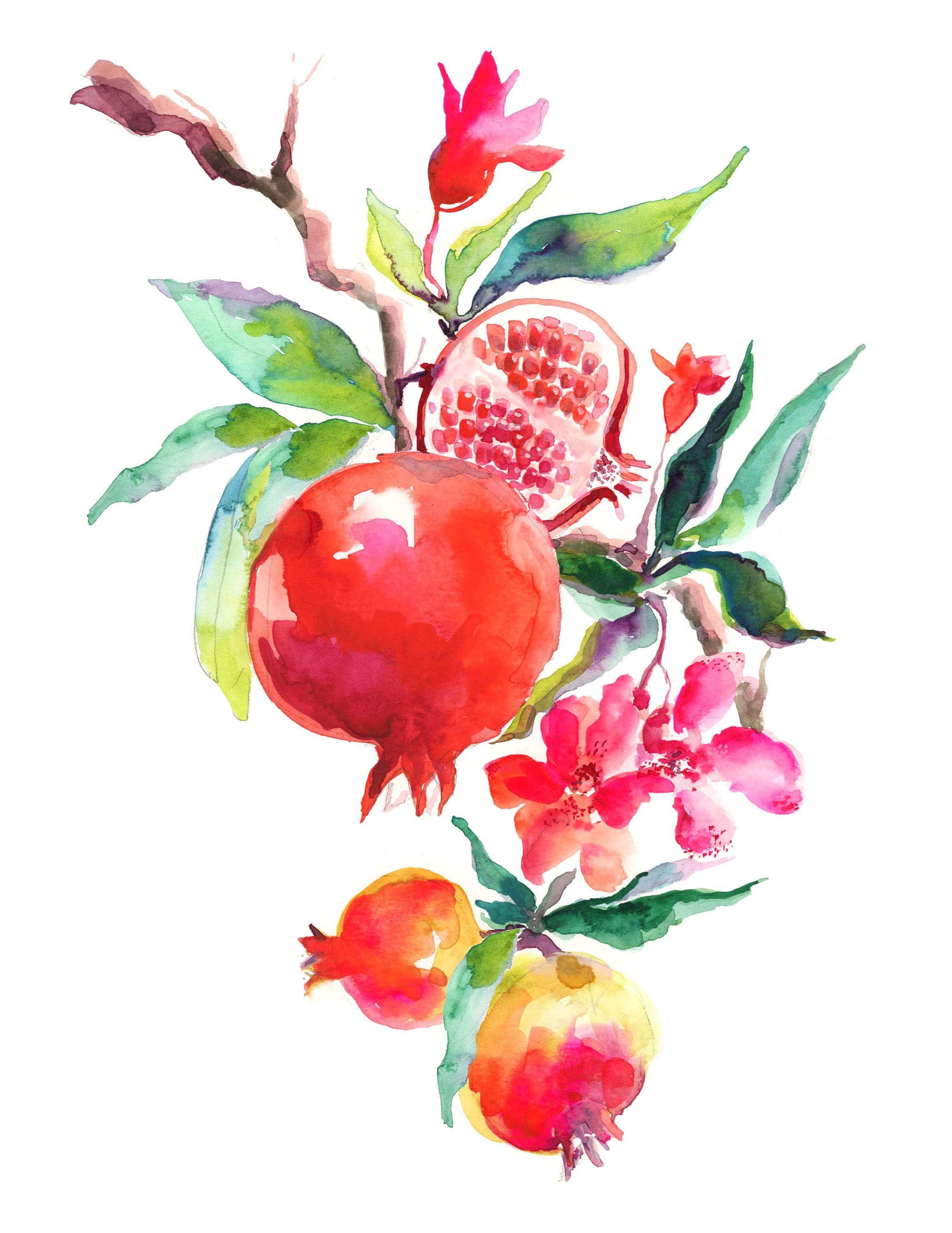 Pomegranate Watercolor Art Print: Signed Giclee Fruit Illustration